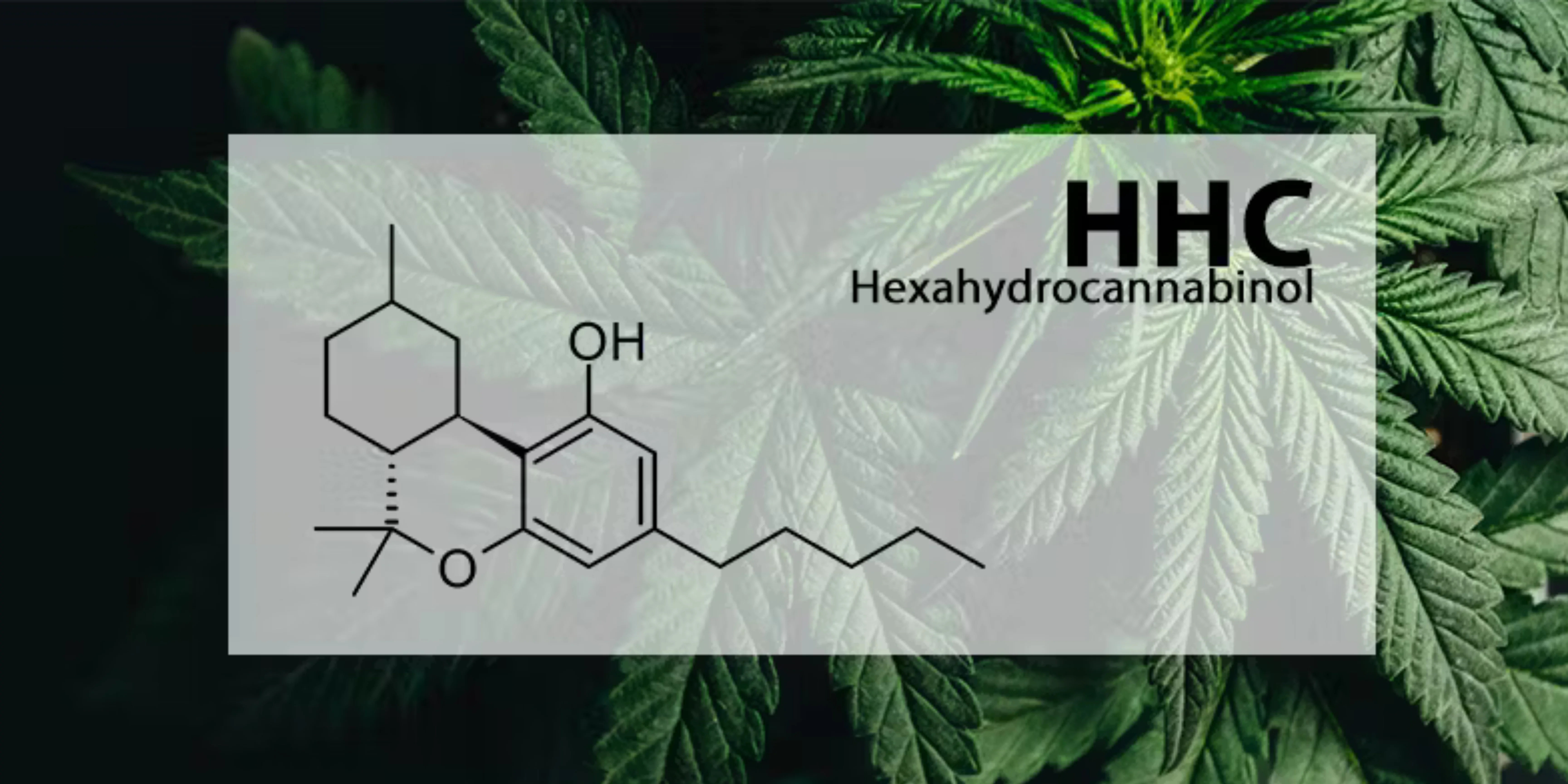 En este momento estás viendo Qué es el Hexahidrocannabinol (HHC): Explorando el intrigante mundo de los cannabinoides