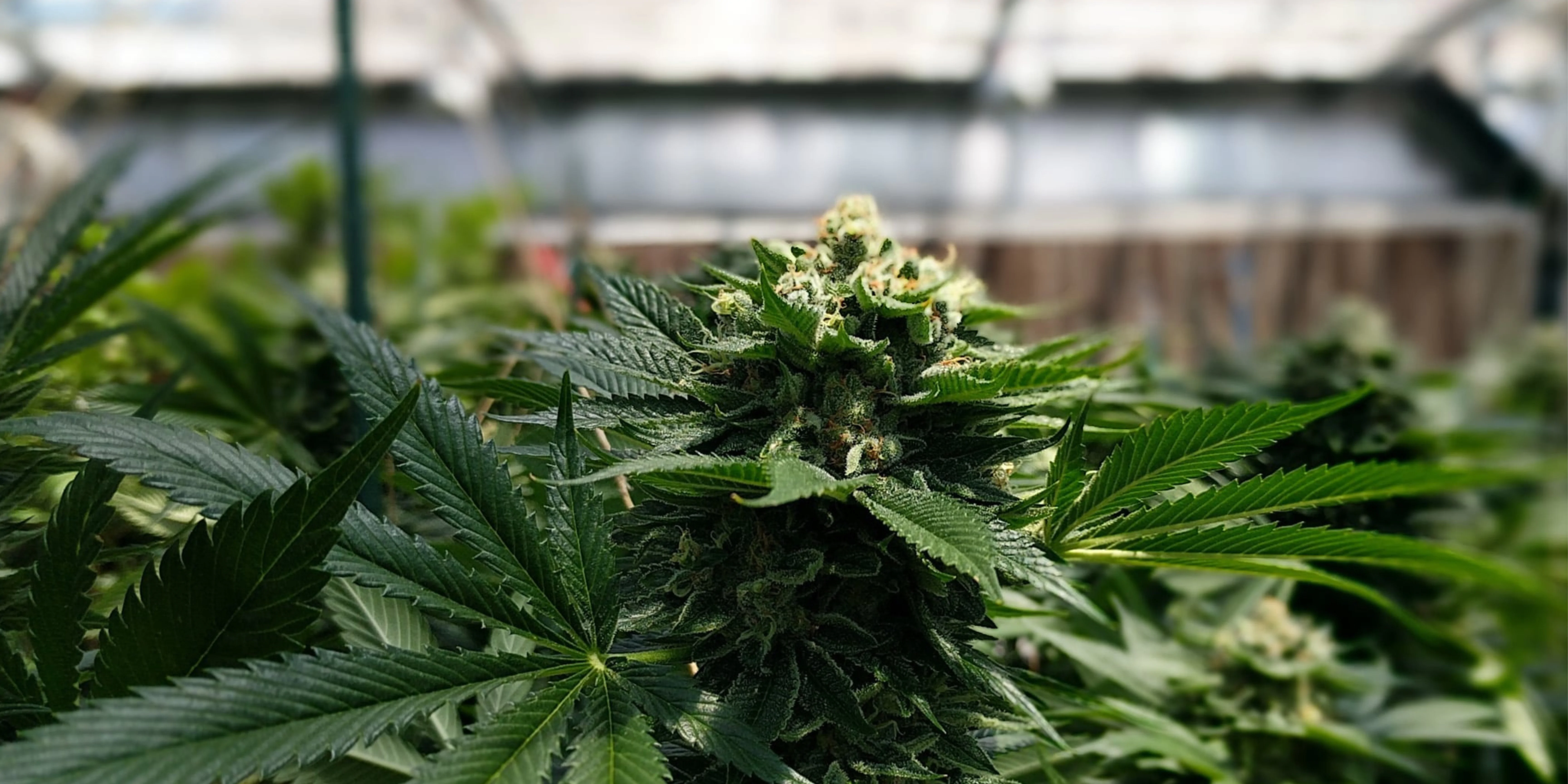 En este momento estás viendo Rompiendo Mitos Del HHC